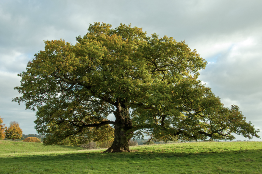 oak tree quercus robur